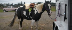 Training Horse