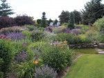 Use Herbs as Ground Cover at Home