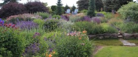 Use Herbs as Ground Cover at Home