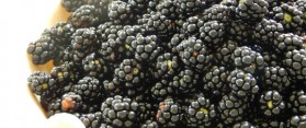 Blackberry and Mulberry