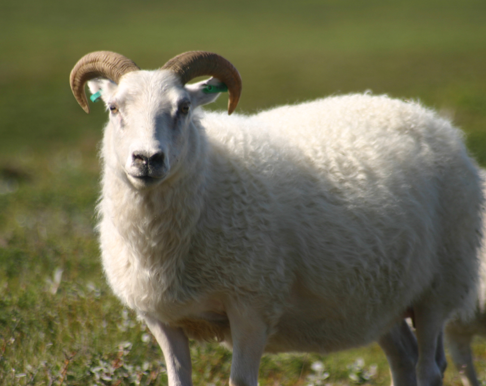 Adult sheep