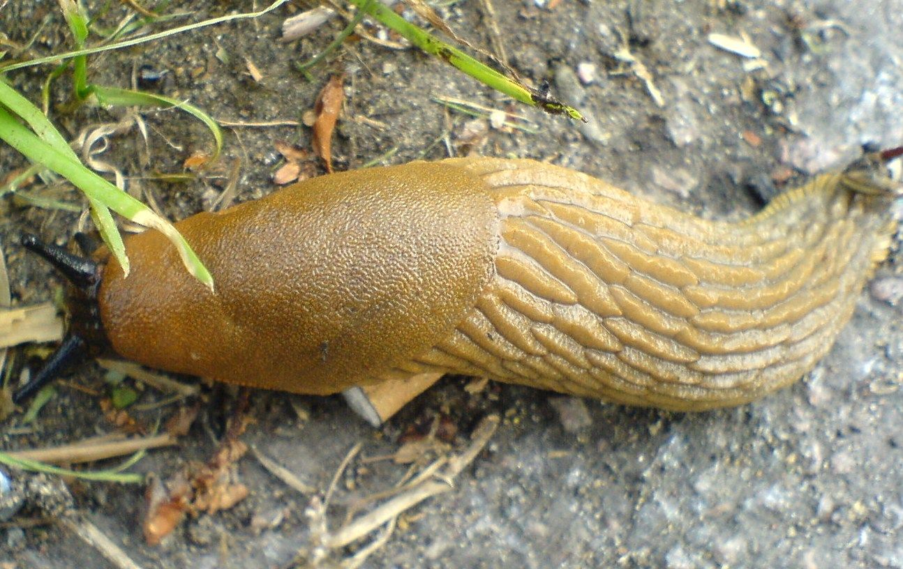 Difference Between Slugs and Snails