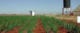 Difference Between Subsistence and Commercial Farming
