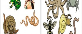 Vertebrates and Invertebrates
