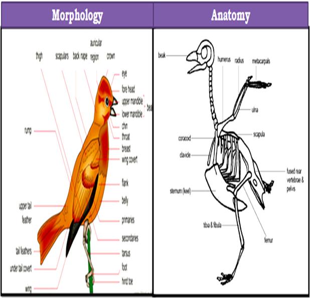 Examinar Detenidamente Derribar En Riesgo Anatomy Vs Morphology Persona