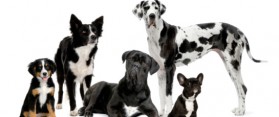 Different dog breeds