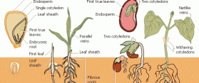 Dicot and Monocot Roots