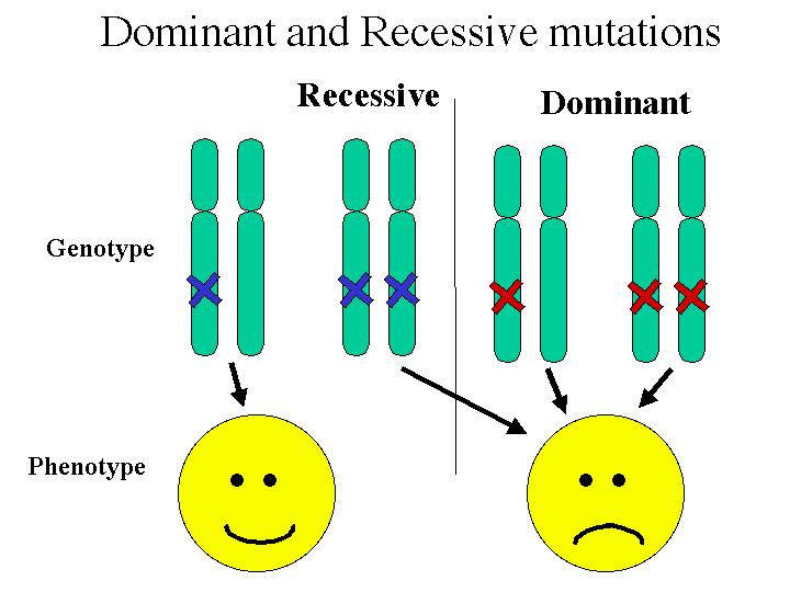 What is the difference between dominant and recessive alleles?