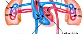 Difference between Pulmonary and Systemic Circuit