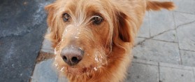 How to Buy Hypoallergenic Dog Food