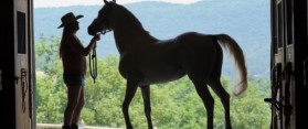 Tips about How to Care for Your Horse After Riding