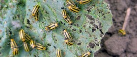 Cucumber Beetles