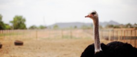 Diagnose Illness in an Ostrich