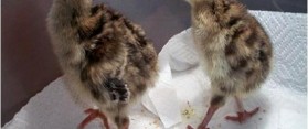 Feed Baby Turkeys