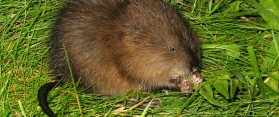 Feed Muskrats