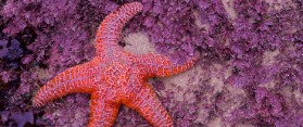Find Starfish at the Beach