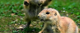 Rodents