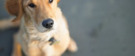 Getting your Dog to like Water