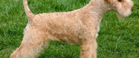 Tips about How to Groom a Lakeland Terrier