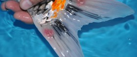 Koi Disease
