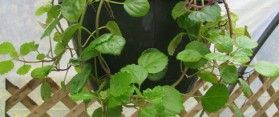 Propagate Swedish Ivy