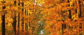 Beautiful Autumn View