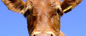 Treating Mad Cow Disease