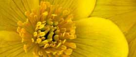 How to Use Calendula to Treat Skin Conditions
