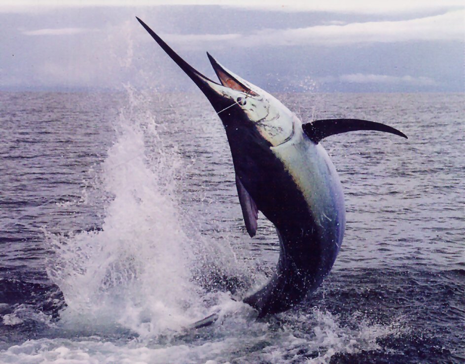 Difference Between Swordfish and Marlin