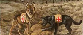 Belgian Malinois and Belgian Shepherd
