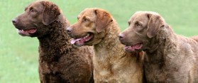Know the Difference between Chesapeake Bay retriever And Labrador Retriever