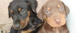Doberman and Beauceron