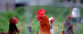 Fryer and Roaster Chicken