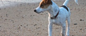 Know the Difference between Jack Russell and Rat Terrier