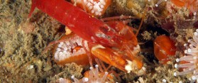 Phylum and Class