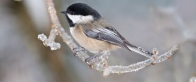 Chickadees