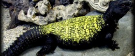 Uromastyx