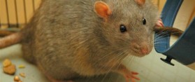 rat