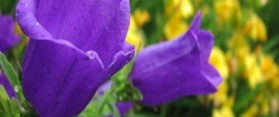 Canterbury Bells