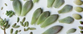 Succulents