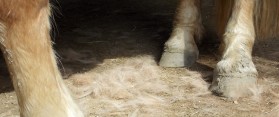 Shed Your Shetland Pony Using the Furminator