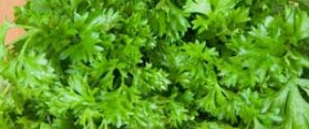 Herbs parsley