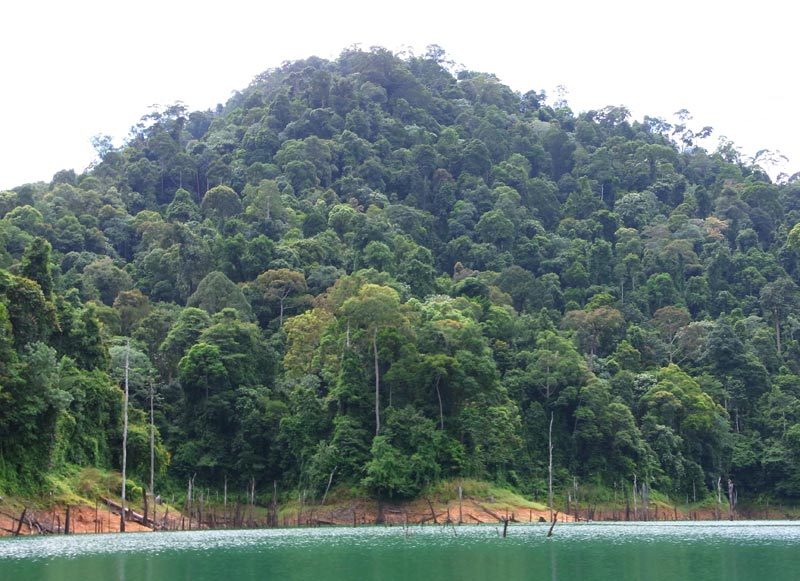 Top 10 Advantages of Planting Trees