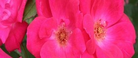 Roses
