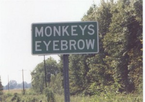 Monkeys Eyebrows