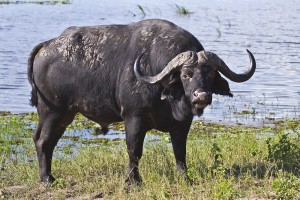 cape buffalo