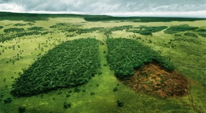 deforestation in africa