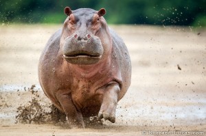 Hippo Charge