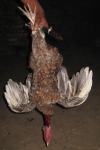 killing a chicken
