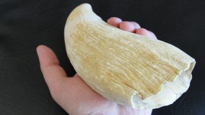 whale's tooth